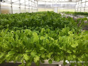 大棚蔬菜育苗技术及高产种植模式